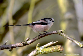 LONG TAILED TIT (Aegithalos caudatus) 